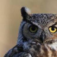 AnOwlBe