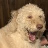 Dogloverblue17