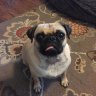 PugZ