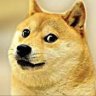 ShyDoge