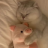 squwuirrel