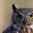 AnOwlBe
